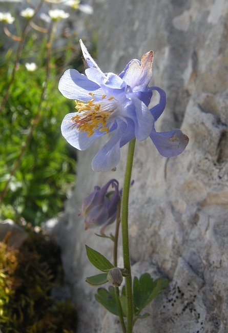 Aquilegia magellensis /  Aquilegia magellense